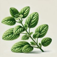 Zane Vitale Oregánó olaj+ lágyzselatin kapszula Feketeköménnyel 60 db